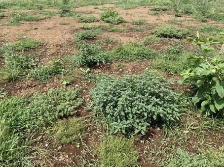 更地の雑草 更地の雑草の写真