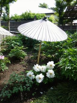 鎌倉の鶴岡八幡宮ぼたん園その4 鎌倉の鶴岡八幡宮ぼたん園その4 ぼたん,花,植物の写真素材