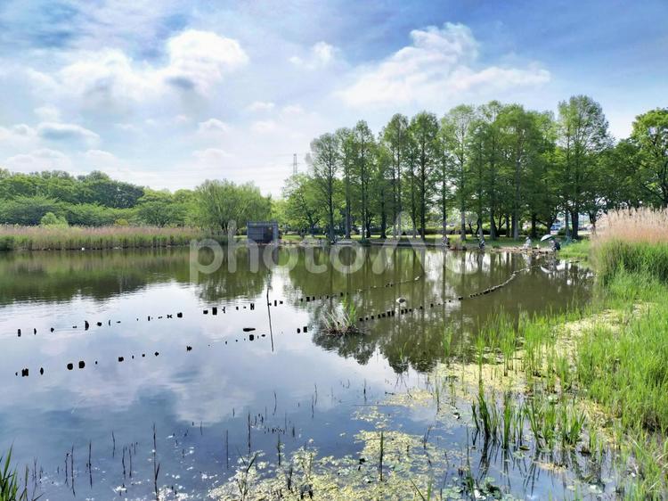 舎人公園の大池の畔 舎人公園,大池,畔の写真素材