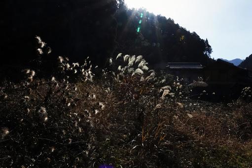 光芒とススキ 光芒とススキの写真