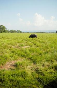 インドサイ チトワン国立公園 1 インドサイ チトワン国立公園 1 チトワン,ネパール,タライ平原の写真素材