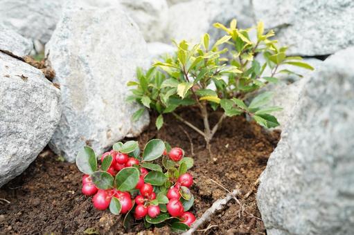 ロックガーデン　ヒイラギ 庭,冬,色づくの写真素材
