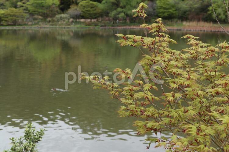 日本庭園　緑のもみじ もみじ,日本庭園,庭園の写真素材