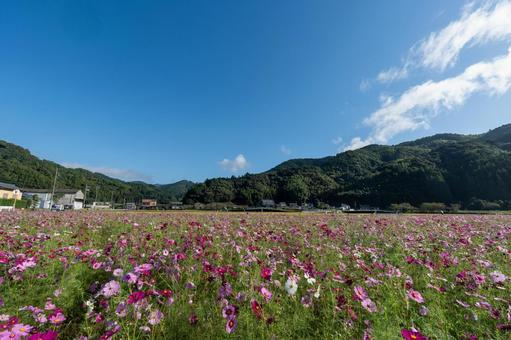 岡部のコスモス畑 岡部のコスモス畑 コスモス,観光,田舎の写真素材