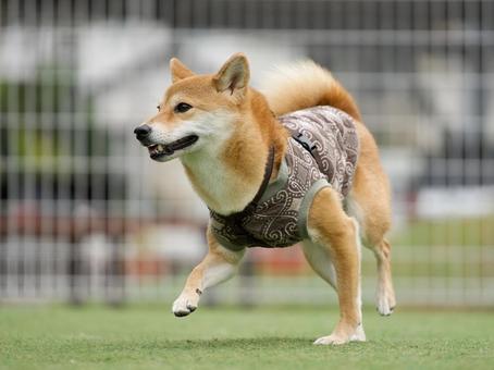 柴犬のポートレート 犬,柴犬,中型犬の写真素材