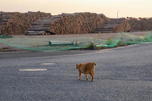 夕陽に照らされる猫 夕陽に照らされる猫 猫,動物,風景の写真素材