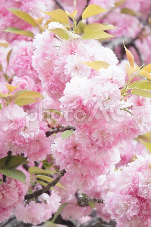 八重桜　ピンク　花枝 サクラ,さくら,ピンクの写真素材
