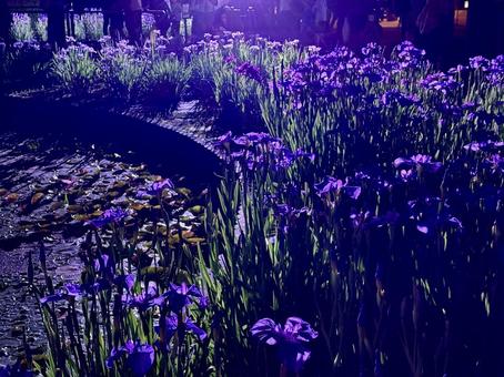 夜の堀切菖蒲園 ライトアップされる花菖蒲 夜の堀切菖蒲園 ライトアップされる花菖蒲 堀切菖蒲園,5月,菖蒲の写真素材