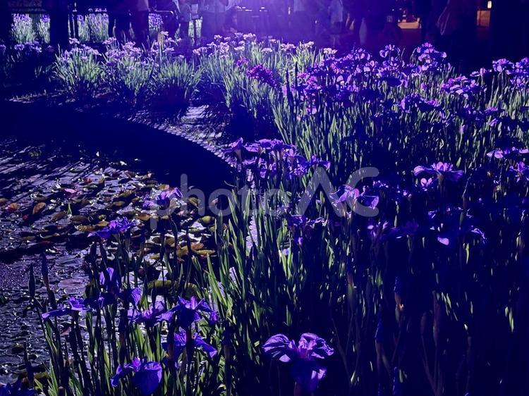 夜の堀切菖蒲園　ライトアップされる花菖蒲 堀切菖蒲園,5月,菖蒲の写真素材