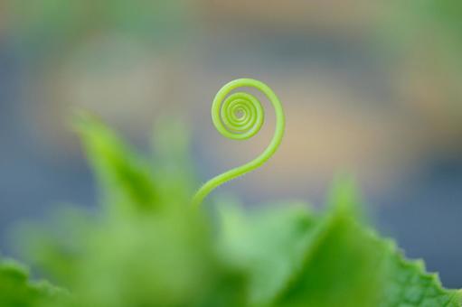 つるのグルグル つる,植物,うずまきの写真素材