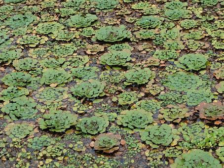 池一面に浮かぶ植物2 池一面に浮かぶ植物2 池,一面,水辺の写真素材