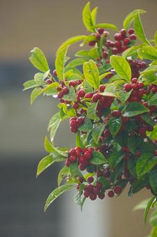 赤い実 赤い実の写真