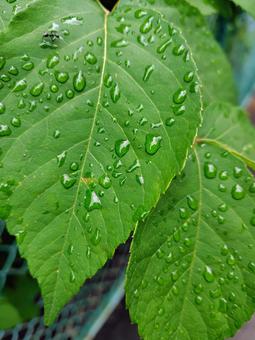雨上がり 自然,つゆ,雫の写真素材