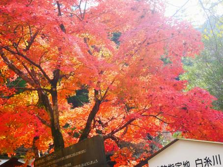 紅葉の木 紅葉の木の写真