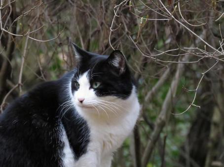 なにかを警戒しているネコ なにかを警戒しているネコ 猫,ネコ,動物の写真素材