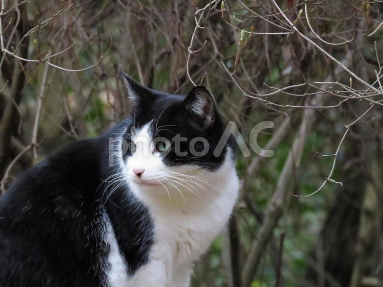 なにかを警戒しているネコ 猫,ネコ,動物の写真素材