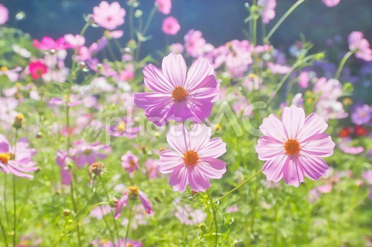 かわいい秋桜の花たち コスモス,テクスチャ,コスモス畑の写真素材