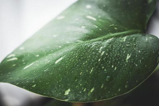 植物 植物の写真