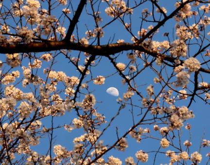 桜と月 桜と月の写真