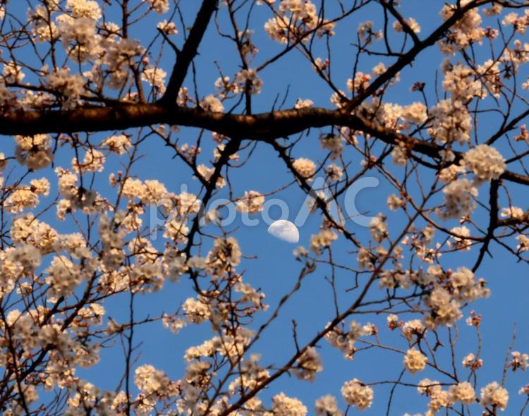 桜と月 桜,月,サクラの写真素材
