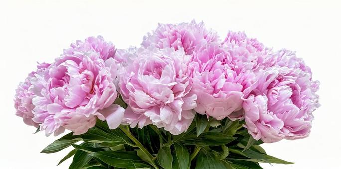 大輪のシャクヤク切抜き(psd背景透過) 大輪のシャクヤク切抜き(psd背景透過) 花,切り抜き,シャクヤクの写真素材