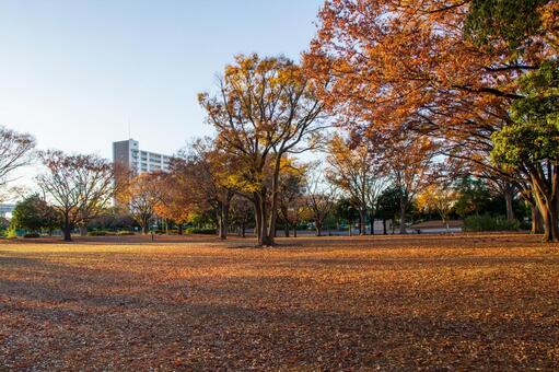 新小岩公園の秋の風景 新小岩公園,秋,風景の写真素材