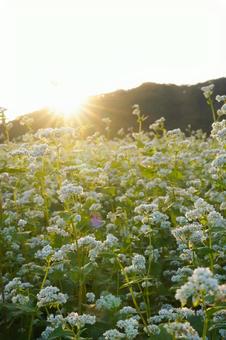 そばの花と夕日 そばの花と夕日 そばの花,そば畑,そばの写真素材
