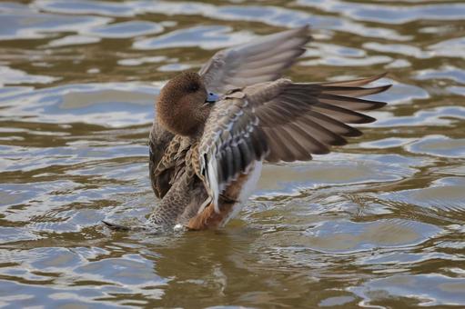 ヒドリガモ ヒドリガモ ヒドリガモ,鳥,野鳥の写真素材