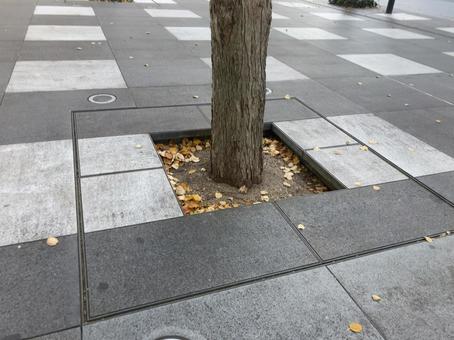 街路樹の植え方 街路樹,木,ビルの写真素材