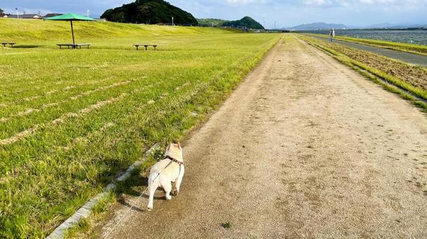 遠賀川を歩くフレブル 遠賀川を歩くフレブル フレンチブルドッグ,遠賀川,河川敷の写真素材