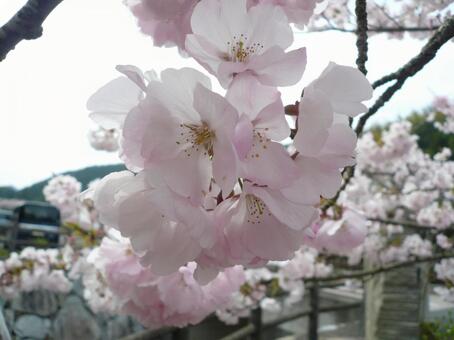 桜2 桜2の写真