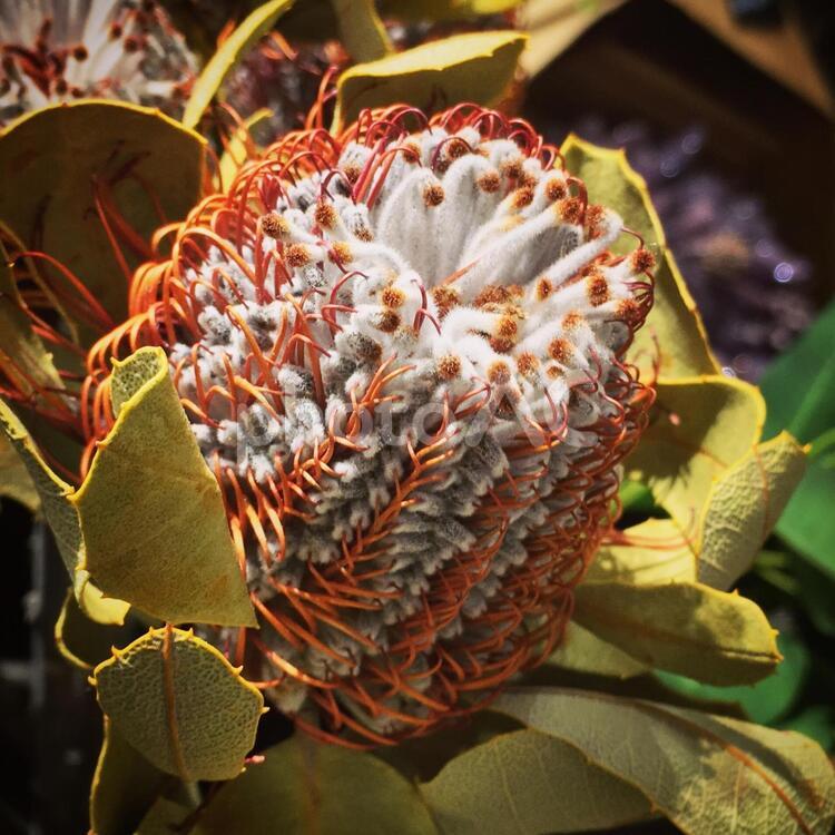 ふわふわの花 花,植物,自然の写真素材