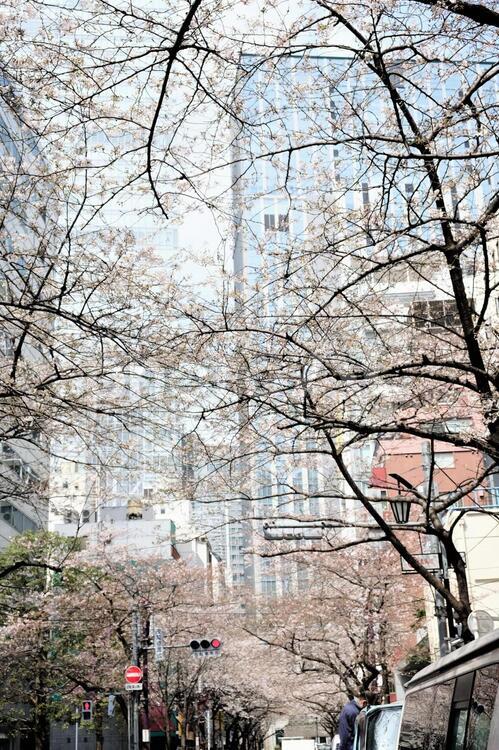 日本橋さくら通り８ さくら通り,ピンク,屋外の写真素材