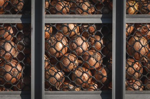 収穫した玉ねぎを積んだコンテナ たまねぎ,オニオン,野菜の写真素材