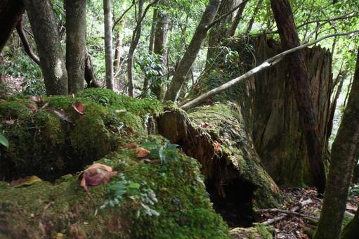 屋久杉 屋久杉の写真