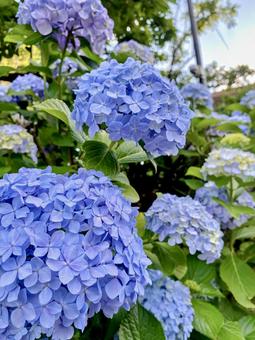 きれいに色付いた紫陽花 きれいに色付いた紫陽花の写真