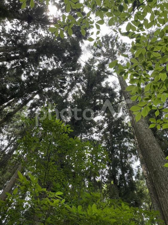 自然　木　森林　森　ハイキング　 自然,木,森の写真素材