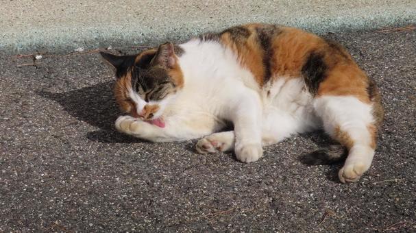 日々の毛繕いを欠かさないもふもふな三毛猫 三毛猫,猫,毛繕いの写真素材