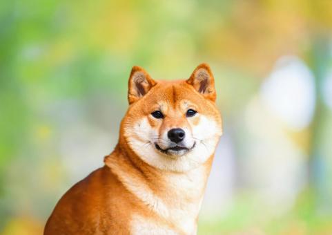 秋の紅葉と柴犬・柔らかな背景に映える柴犬 秋の紅葉と柴犬・柔らかな背景に映える柴犬の写真
