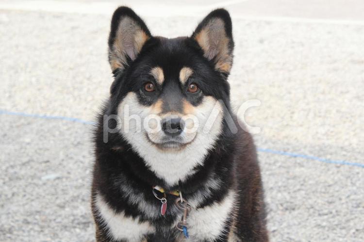 こちらを見つめる黒犬 動物,生物,生き物の写真素材