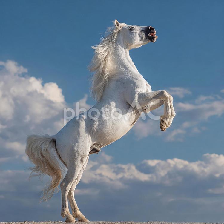 青空の下、力強く立ち上がる白馬 馬,白馬,躍動感の写真素材