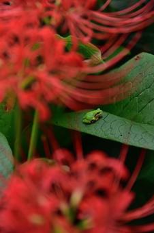 カエル見つけた カエル見つけた アマガエル,彼岸花,花の写真素材