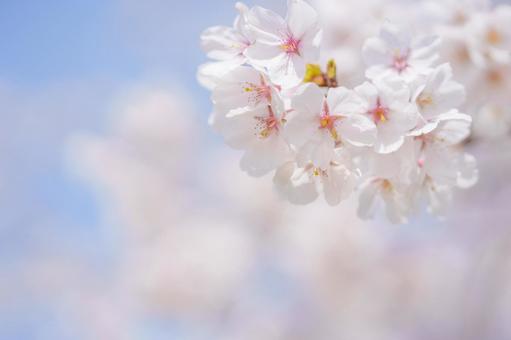 満開の桜の背景 桜,ソメイヨシノ,花の写真素材