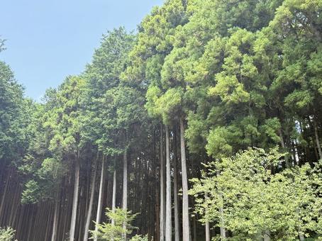 杉の木 杉の木 森,林,木の写真素材