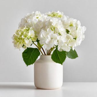 花瓶に入った白色の紫陽花 花瓶に入った白色の紫陽花の写真