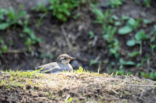 ハクセキレイの幼鳥⑻ ハクセキレイの幼鳥⑻の写真