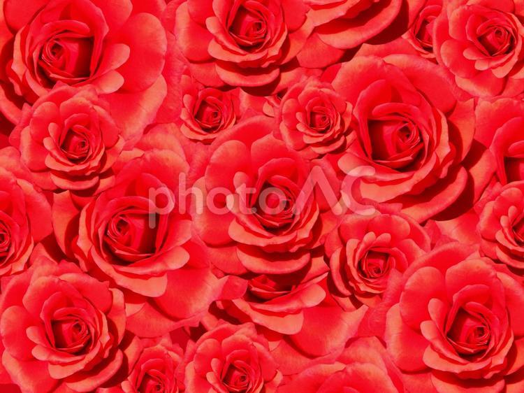 背景素材　赤薔薇　 テクスチャ,背景,薔薇の写真素材