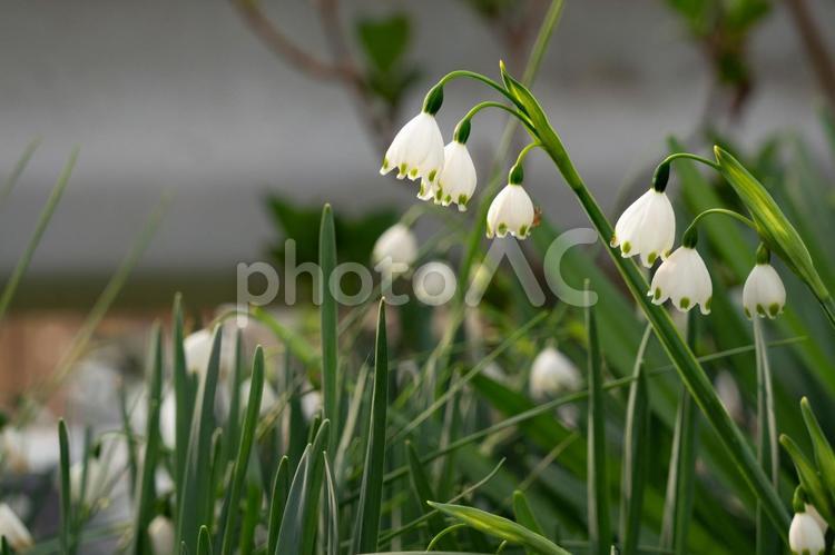 道端にさくスノーフレークの白い花 花,植物,自然の写真素材