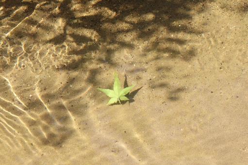 水の中のカエデ カエデ,かえで,水面の写真素材