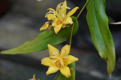 キバナノツキヌキホトトギス 杜鵑,ほととぎす,ホトトギスの写真素材